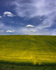 Extensive field of rapeseed. Panorama of spring flowering of technical agriculture.