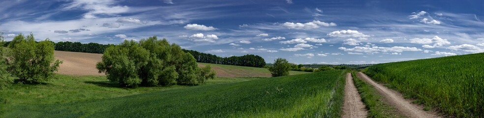 Wide panorama of landscape fields of Ukraine.Field, dirt road along the field.Green, spring fields...