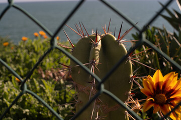 cactus with thorns