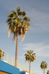 palm trees and sky