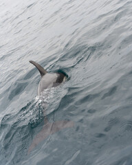 dolphin jumping in the water