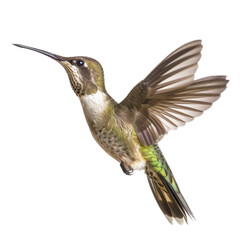 Fototapeta premium A hummingbird in flight with a Png background, a Hummingbird isolated on transparent background