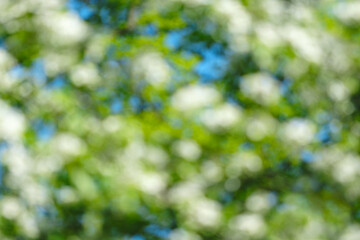 A blurry image of green leaves and a blue sky. The leaves are in motion, giving the impression of a...