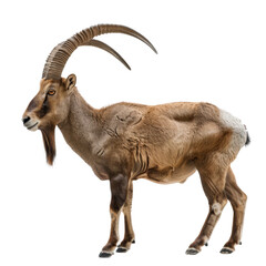 A goat with impressive long horns stands on a Png background, a ibex isolated on transparent background