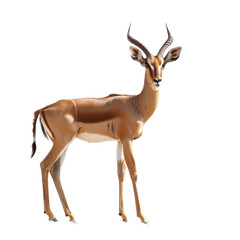 Fototapeta premium A giraffe standing tall on a plain white backdrop, a impala isolated on transparent background