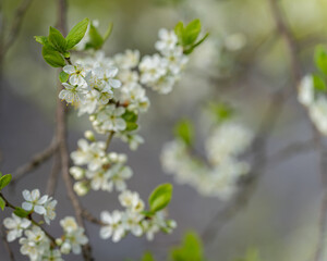 White cherry blossom flowers on branch. White flowers in spring day for background or copy space for text. Bokeh background. Soft focus.