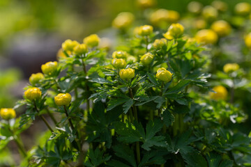 Yellow globeflower, Trollius x cultorum flowers in close up with a background of blurred leaves and flowers. Rich-yellow, bowl-shaped globeflower on a sunny spring day.