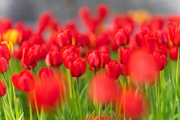 Red tulips background. Red tulips starting to bloom in tulip field in garden. Selective focus.