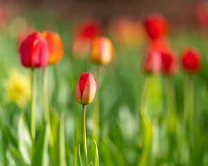 Red tulips background. Red tulips starting to bloom in tulip field in garden. Selective focus.