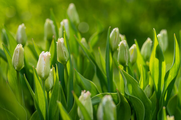 Light pink tulips starting to bloom in tulip field in garden. Selective focus. Light pink tulips background. 