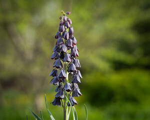 A Fritillaria Persica, commonly known as The Persian Lily, plant blooming in spring garden. Selective focus of flower bud. Wallpaper. 