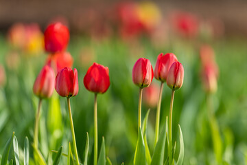 Red tulips background. Red tulips starting to bloom in tulip field in garden. Selective focus.