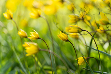 Tulipa sylvestris, the wild tulip, or woodland tulip. Wild tulips in the wind. Old Manor Park. Wallpaper. Selective focus.