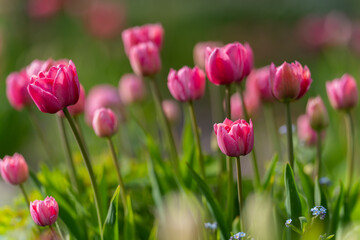 Pink tulips starting to bloom in tulip field in garden. Selective focus. Pink tulips background. 