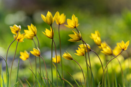 Tulipa sylvestris, the wild tulip, or woodland tulip. Wild tulips in the wind. Old Manor Park. Wallpaper. Selective focus.