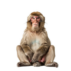 Japanese macaque seated in front of a plain white backdrop, a japanese macaque isolated on transparent background