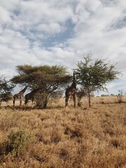 Giraffe