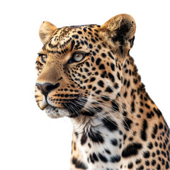 A leopard with a spotted coat standing in front of a plain Png background, a clouded leopard isolated on transparent background