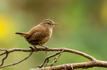Beautiful wren perched on a branch with natural woodland background