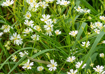 Wild meadow daisies in the spring
