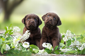 two adorable chocolate labrador puppies sitting together on blooming bird cherry branches