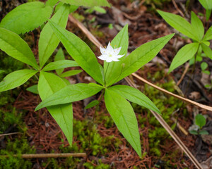 Lysimachia borealis (Starflower) Native North American Woodland Bog Wildflower 