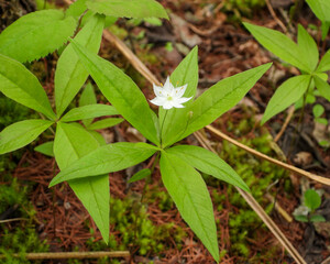 Lysimachia borealis (Starflower) Native North American Woodland Bog Wildflower 