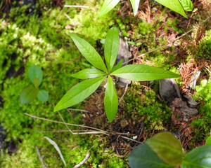 Lysimachia borealis (Starflower) Native North American Woodland Bog Wildflower 