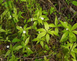 Lysimachia borealis (Starflower) Native North American Woodland Bog Wildflower 