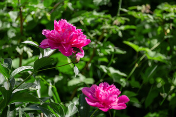 Bright pink blooming peonies in the garden. Close up.