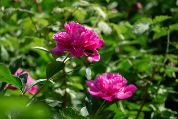 Bright pink blooming peonies in the garden. Close up.