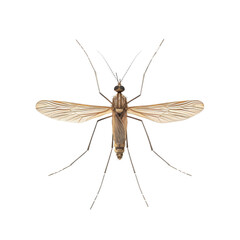 A mosquito with long legs on a Png background, a mosquitoe isolated on transparent background