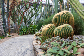 Botanical Garden. Cacti Echinocactus grusonii, popularly known as the golden barrel cactus, golden ball or mother-in-law's cushion.