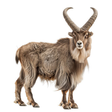 A solitary markhor with long horns standing in front of a Png background, a markhor isolated on transparent background