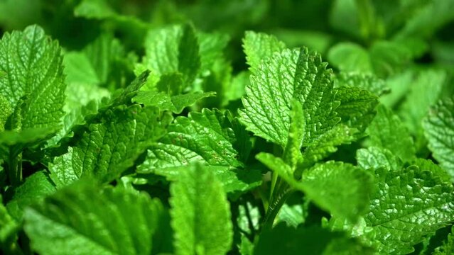 green leaves of melissa medical plant. natural mint close up texture