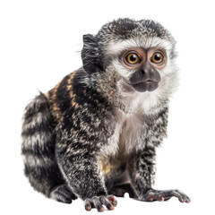 Fototapeta premium A marmoset sitting in front of a plain Png background, a marmoset isolated on transparent background