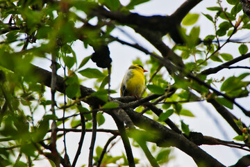 American Goldfinch perched on a tree branch with molting feathers in the beginning of spring,early May at the Dominion Arboretum Gardens in Ottawa,Ontario,Canada