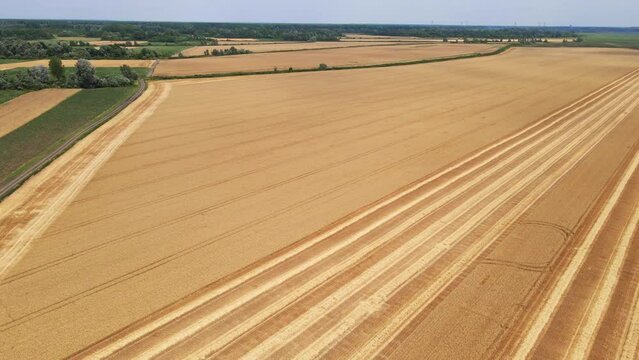 Drone footage of a plain wheat field with stipes from harvesting in countryside