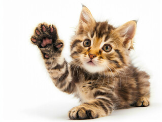 A kitten is waving its paw at the camera.