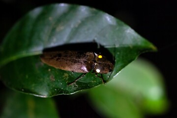 A bioluminescent click beetle, Pyrophorus sp., at night on a leaf