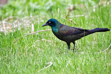 Common Grackle looking for insects in the lush green grass in early spring time, early May at the Dominion Arboretum Gardens in Ottawa,Ontario,Canada