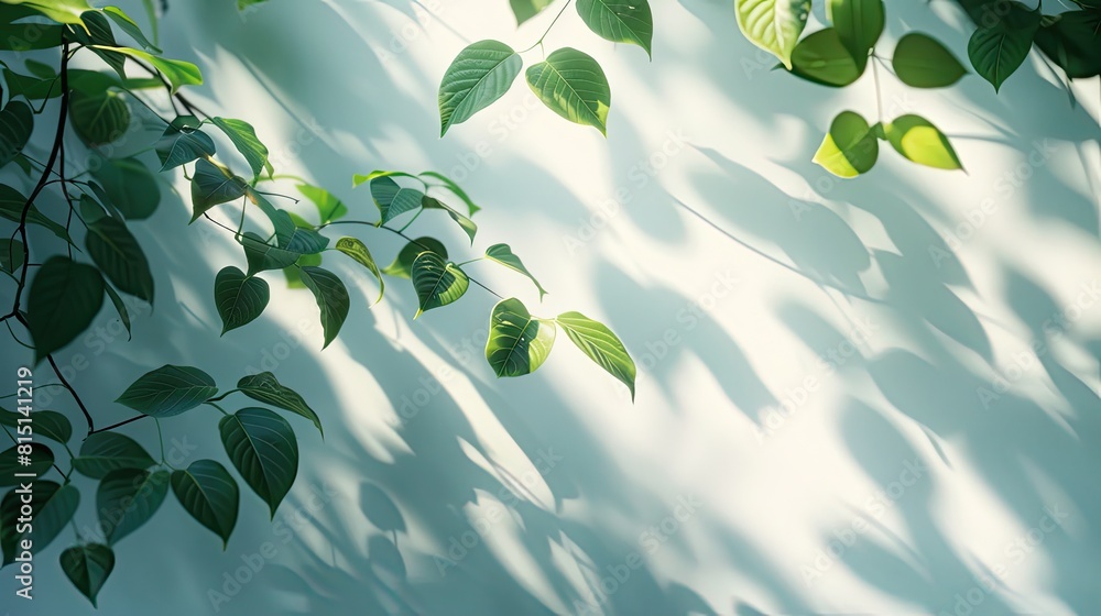 Aufkleber a leafy tree with its branches casting shadows on a white wall. the shadows are of the leaves and br