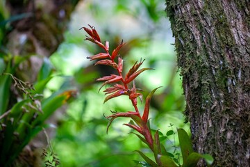 Inflorescence of a Tillandsia leiboldiana