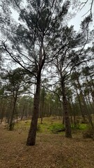 Poskręcane sosny © Stanisaw