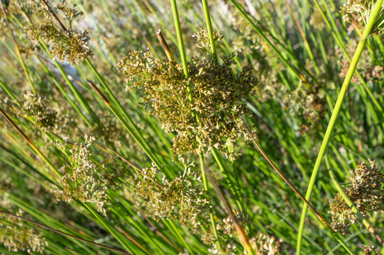 A detailed close-up of soft rush plants with green stems and brown inflorescence in a natural outdoor setting. Perfect for environmental, botanical, or gardening themes.