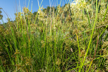Naklejka premium Common Soft Rush Juncus Effusus Growing in Wet Grassland