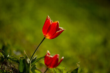 Tulip bud close-up. Red tulip.