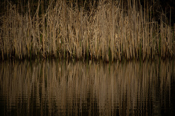 Close up of dry reeds in a pond