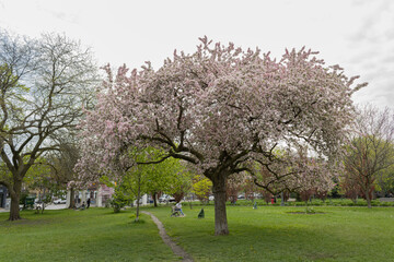 How spring looks like in Downtown, Toronto