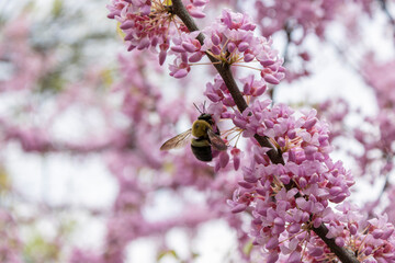 How spring looks like in Downtown, Toronto